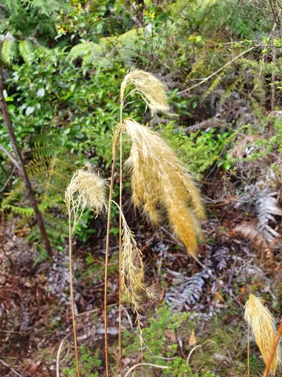 Miscanthus nepalensis, photographed by Kate McAlpine