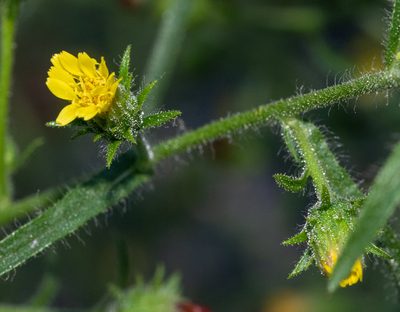 Dittrichia graveolens, photographed by Don Loarie