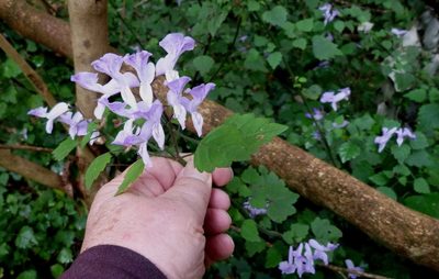 Plectranthus saccatus, photographed by Colin Meurk