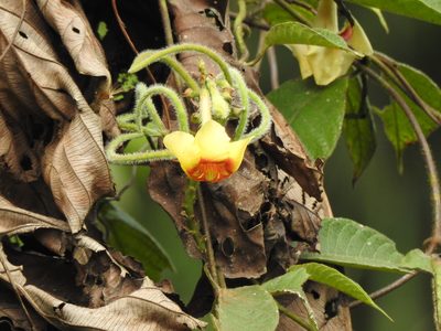 Mandevilla hirsuta, photographed by Naturalist Tours