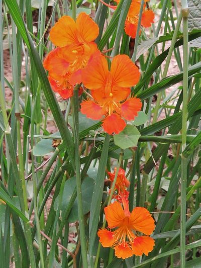 Tropaeolum minus, photographed by Annika Lindqvist