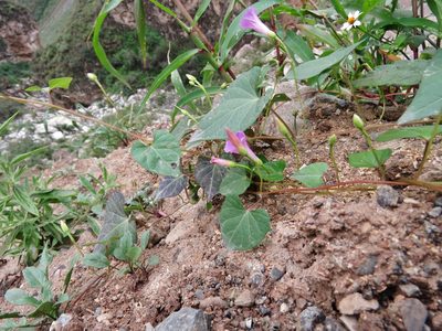 Ipomoea dumetorum, photographed by Annika Lindqvist