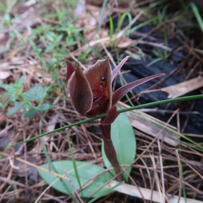 Chiloglottis triceratops, photographed by Cowirrie