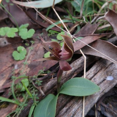 Chiloglottis triceratops, photographed by Cowirrie