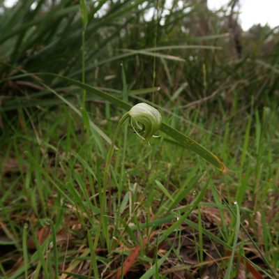 Pterostylis nutans, photographed by Cowirrie