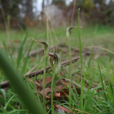 Pterostylis pedunculata, photographed by Cowirrie