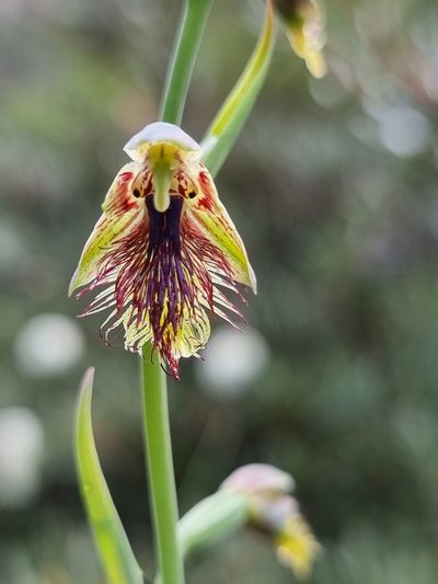 Calochilus campestris, photographed by Richard Dimon