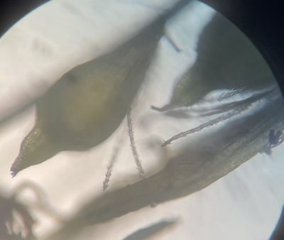 Eleocharis parvula, photographed by Zihao Wang