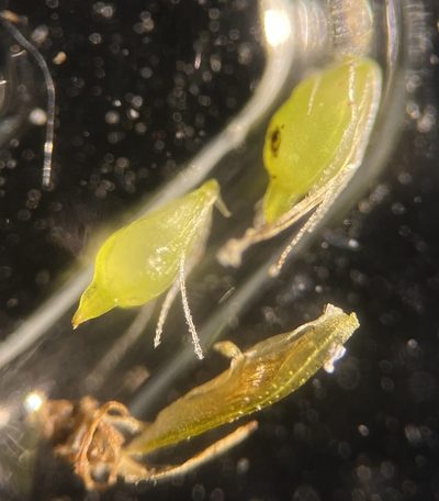 Eleocharis parvula, photographed by Zihao Wang