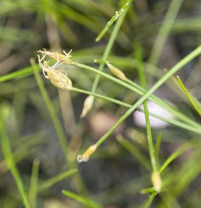 Eleocharis parvula, photographed by Zihao Wang
