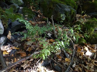 Galium sylvaticum, photographed by Vladimír Fuka
