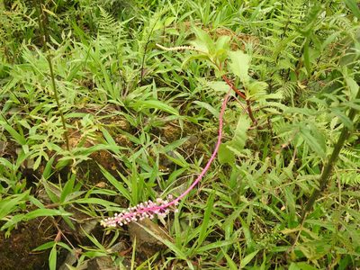 Phytolacca rivinoides, photographed by Naturalist Tours