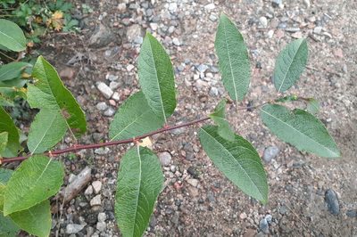 Salix bebbiana, photographed by Quinten Wiegersma