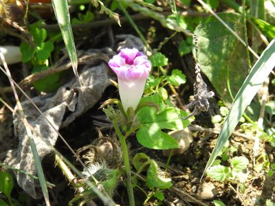 Ipomoea hederacea, photographed by Yann Kemper