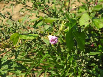Ipomoea hederacea, photographed by Yann Kemper