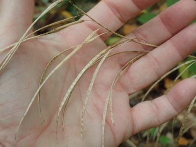 Borodinia canadensis, photographed by Lynn Harper