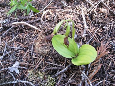 Cypripedium fasciculatum, photographed by John Brew