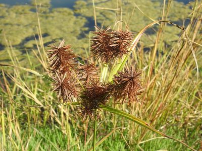 Cyperus strigosus, photographed by Yann Kemper