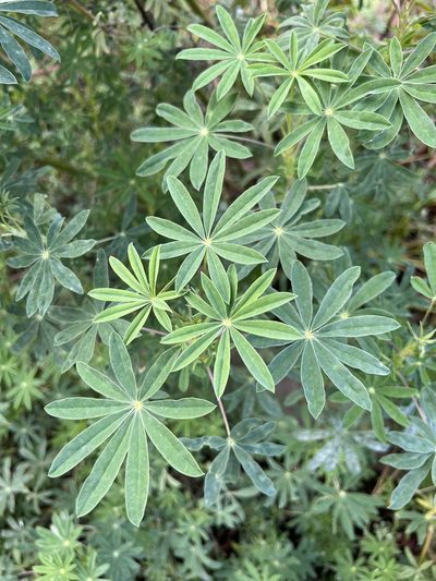 Lupinus rivularis, photographed by Cameron Christopher Dunn