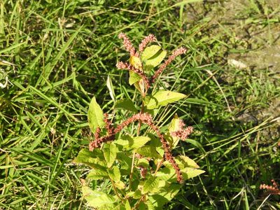 Penthorum sedoides, photographed by Yann Kemper