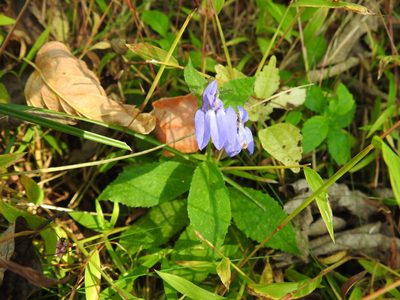 Lobelia siphilitica, photographed by Yann Kemper