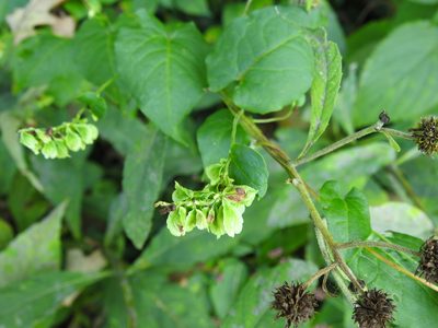 Fallopia scandens, photographed by Yann Kemper
