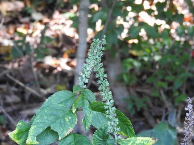 Teucrium canadense, photographed by Yann Kemper