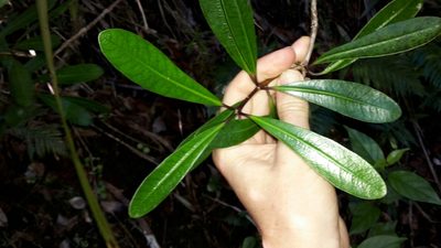 Pittosporum kirkii, photographed by naturewatchwidow