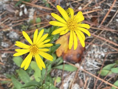Chrysopsis mariana, photographed by Carol Ann McCormick