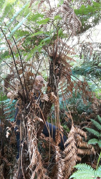 Dicksonia lanata, photographed by naturewatchwidow