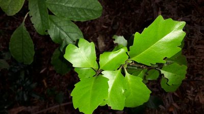 Alseuosmia quercifolia, photographed by naturewatchwidow