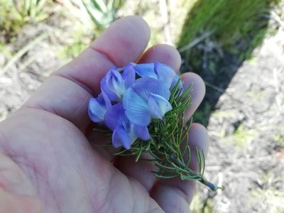 Psoralea speciosa, photographed by AdventureLisa