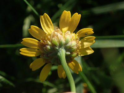Glebionis segetum, photographed by Daniel Cahen