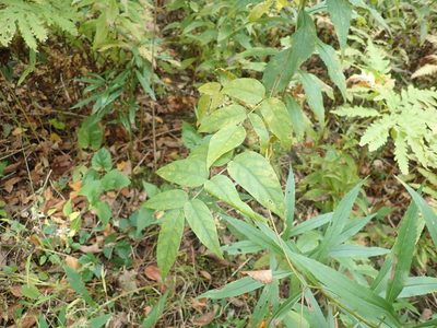 Apios americana, photographed by Lynn Harper