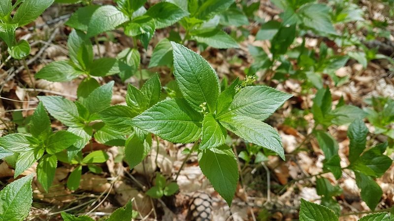 Mercurialis ovata, photographed by Aaron Iemma