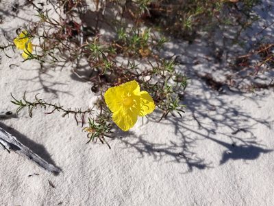 Oenothera hartwegii