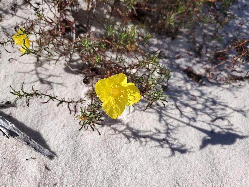 Oenothera hartwegii, photographed by Craig Martin