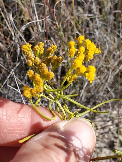 Sartwellia flaveriae, photographed by Craig Martin