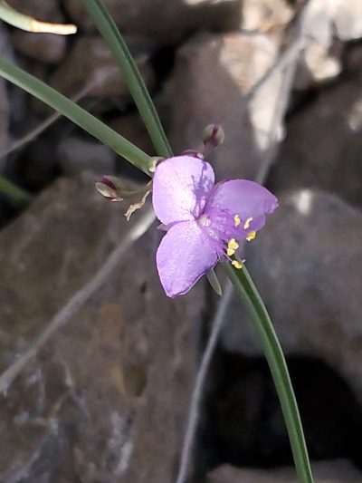 Tradescantia wrightii, photographed by Craig Martin