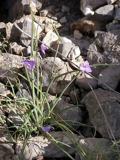 Tradescantia wrightii, photographed by Craig Martin