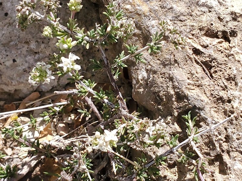 Arcytophyllum fasciculatum, photographed by Craig Martin