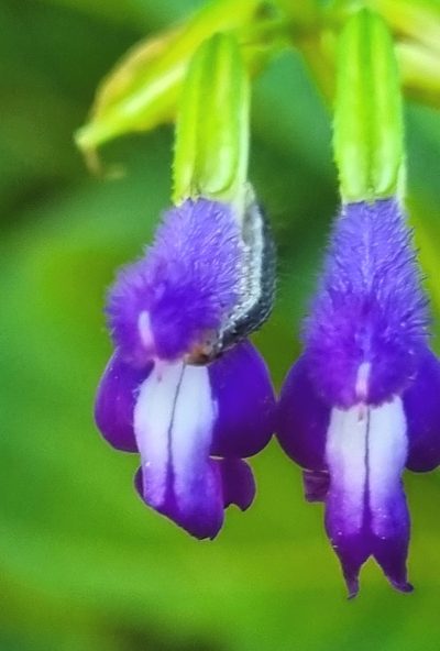 Salvia caudata, photographed by Susana De la Torre Zavala