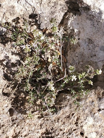 Arcytophyllum fasciculatum, photographed by Craig Martin