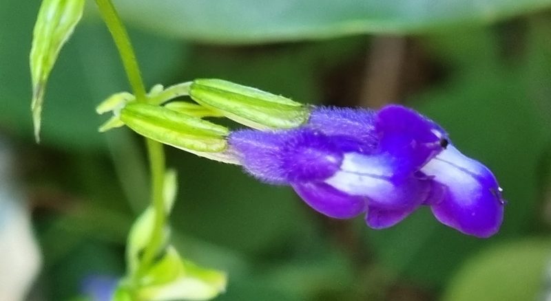 Salvia caudata, photographed by Susana De la Torre Zavala