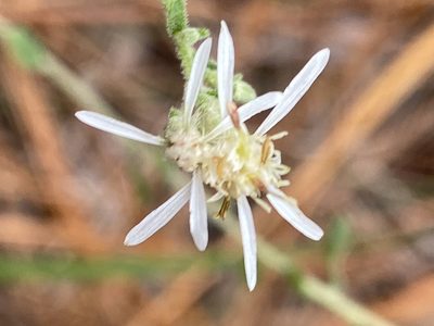 Sericocarpus tortifolius, photographed by Carol Ann McCormick