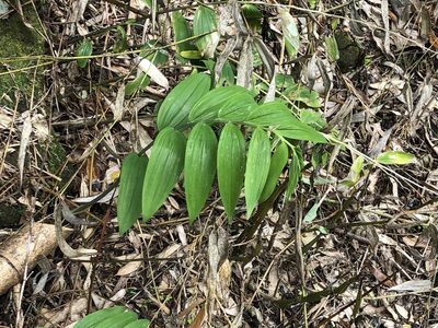 Polygonatum arisanense, photographed by Cheng-Tao Lin