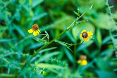 Helenium flexuosum, photographed by Melissa McMasters