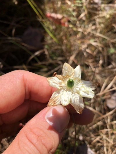 Parnassia grandifolia, photographed by Scott Morris
