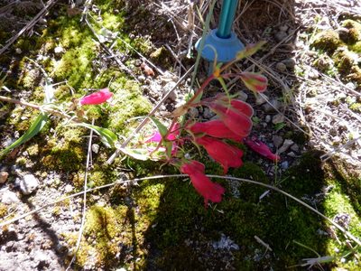 Penstemon roseus, photographed by Jose Enrique