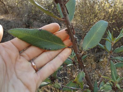 Comarostaphylis diversifolia, photographed by Amy